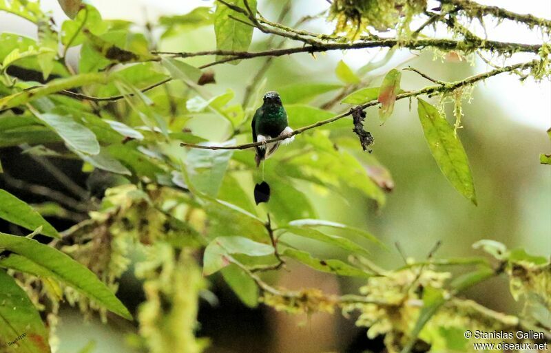 White-booted Racket-tail male adult breeding