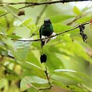 White-booted Racket-tail