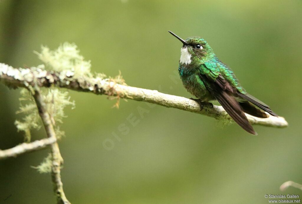 Tourmaline Sunangel female adult