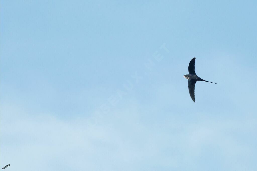 Crested Treeswift female adult, Flight