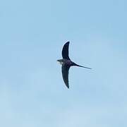 Crested Treeswift