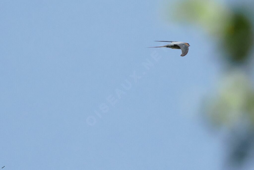 Crested Treeswift male adult, Flight