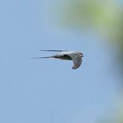 Crested Treeswift