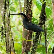 Agami Heron