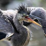 Grey Heron