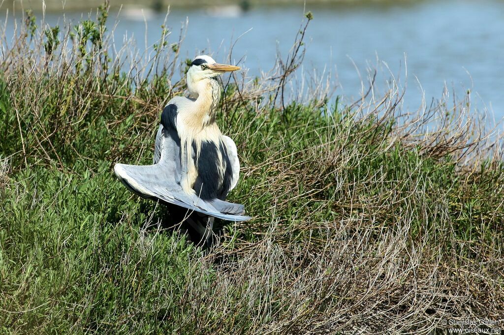 Grey Heron