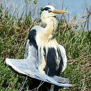 Grey Heron