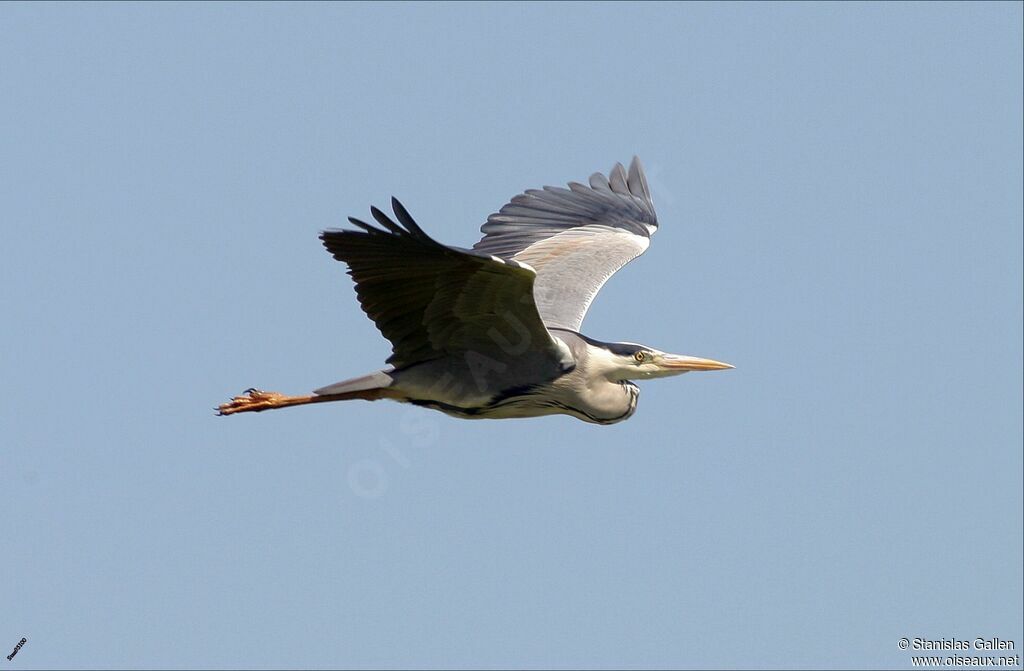 Grey Heronadult, Flight