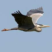 Grey Heron