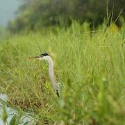 Cocoi Heron