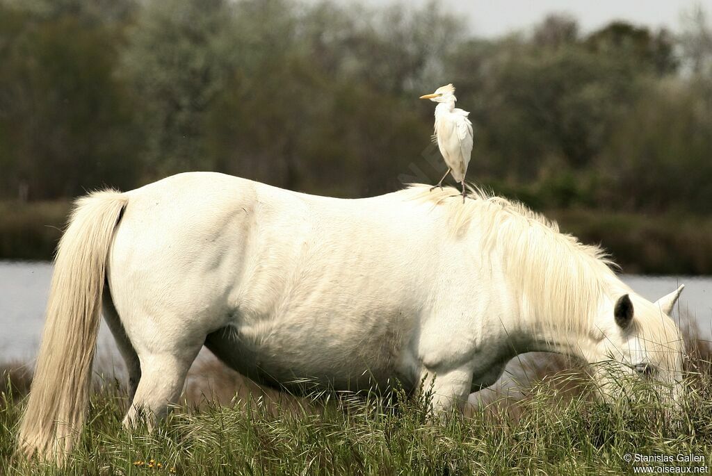 Western Cattle Egretadult