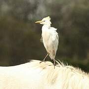 Western Cattle Egret