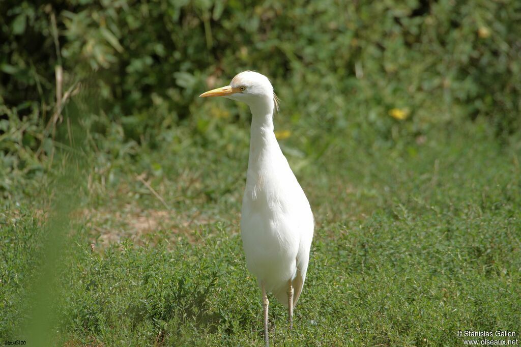 Western Cattle Egretadult transition, walking