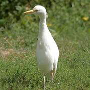 Western Cattle Egret