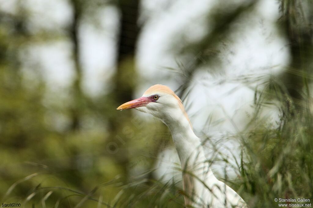 Western Cattle Egretadult breeding, close-up portrait