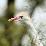 Western Cattle Egret