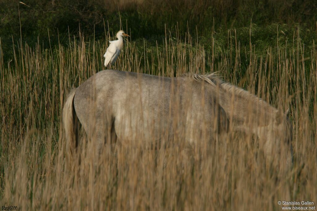 Western Cattle Egretadult breeding, habitat