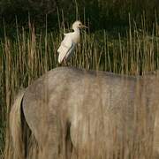 Western Cattle Egret