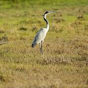 Black-headed Heron