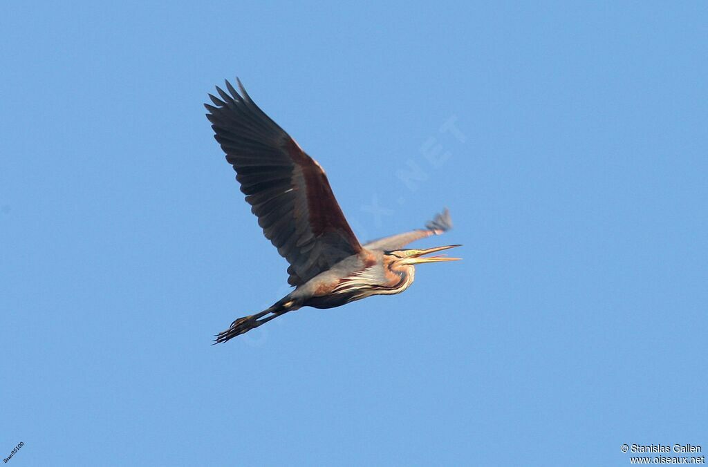 Purple Heronadult, Flight