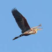 Purple Heron