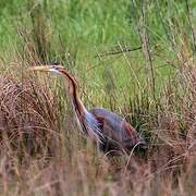 Purple Heron