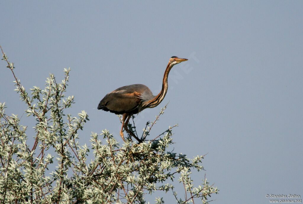 Purple Heronadult breeding