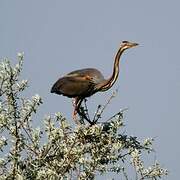 Purple Heron