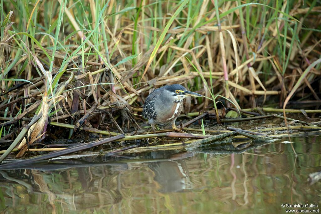 Striated Heronadult