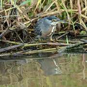 Striated Heron