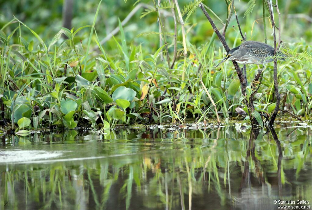 Striated Heronadult