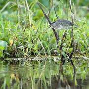 Striated Heron