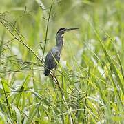 Striated Heron