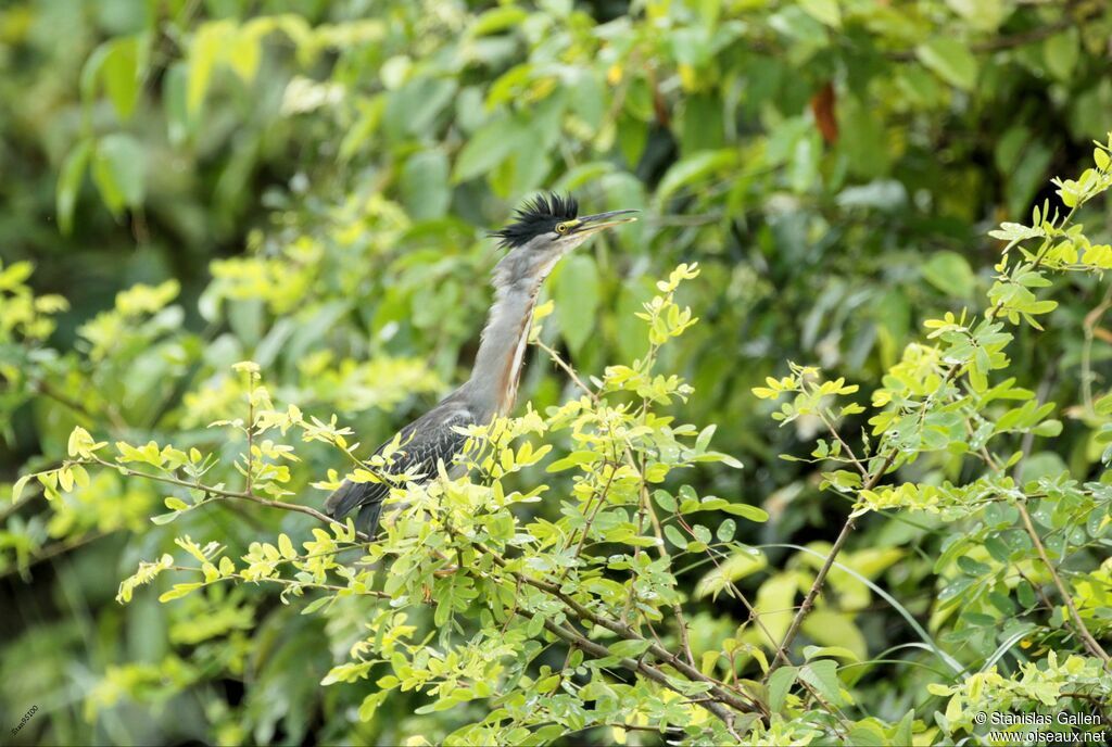 Striated Heronadult