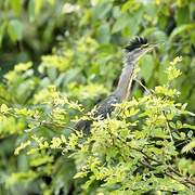 Striated Heron