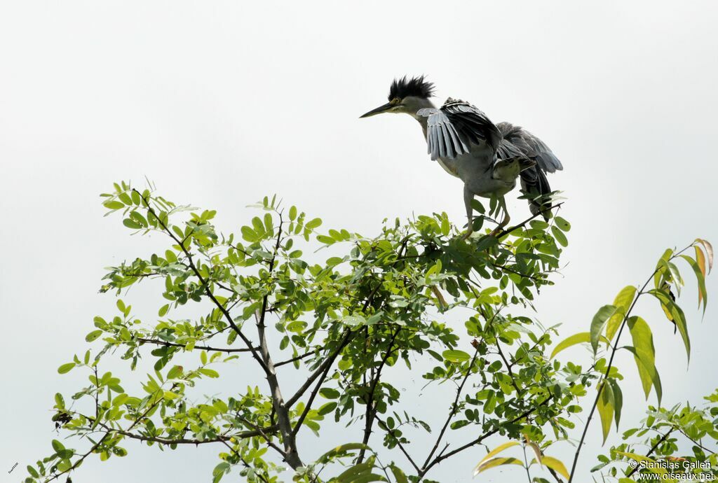 Striated Heronadult