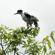 Striated Heron