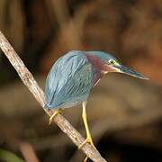 Green Heron