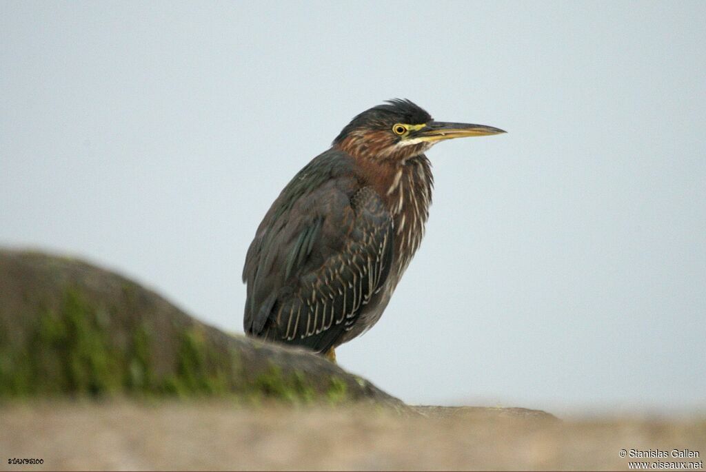 Green Heronadult