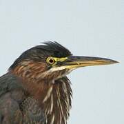 Green Heron