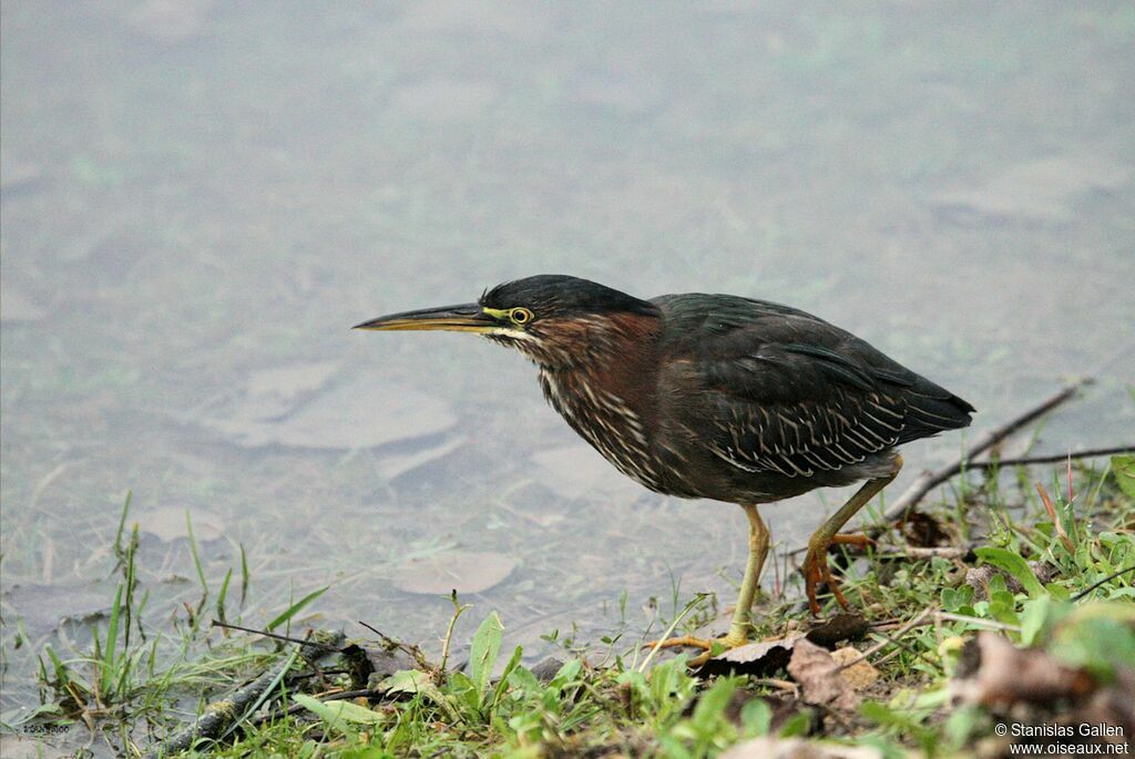 Green Heronadult