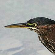 Green Heron