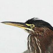 Green Heron