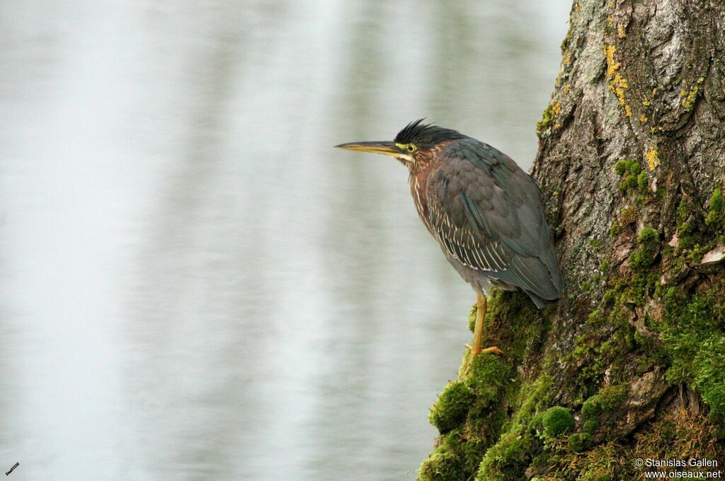 Green Heron