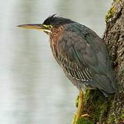 Green Heron