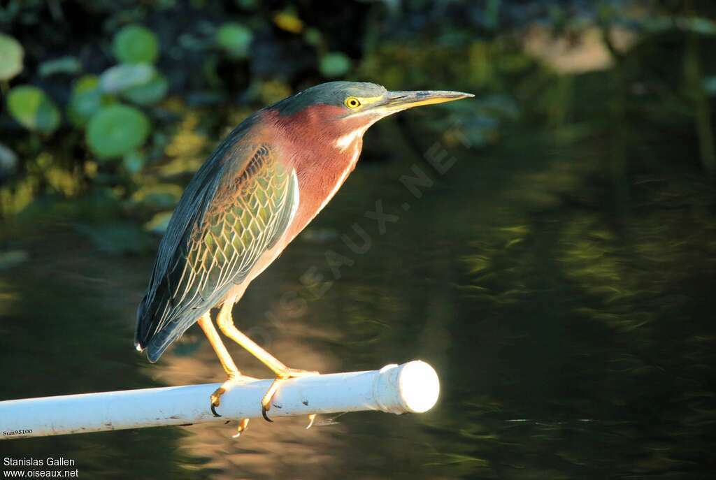 Green Heronadult post breeding, identification