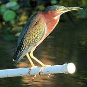 Green Heron