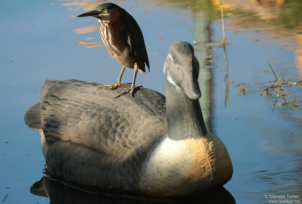 Green Heronadult post breeding