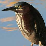 Green Heron