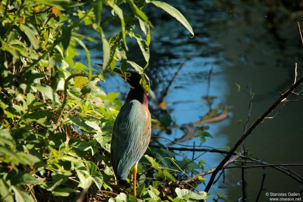 Green Heron